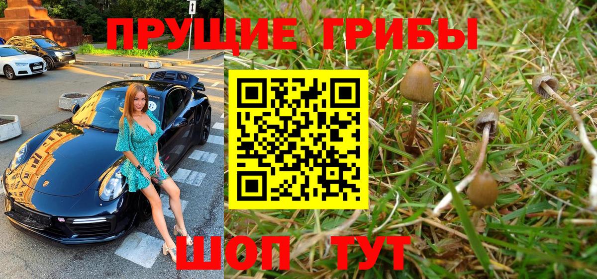 Истра  Галлюциногенные грибы Psilocybine cubensis  Вход с VPN 